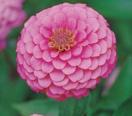 Pink luminosa zinnia seeds - luminosa,